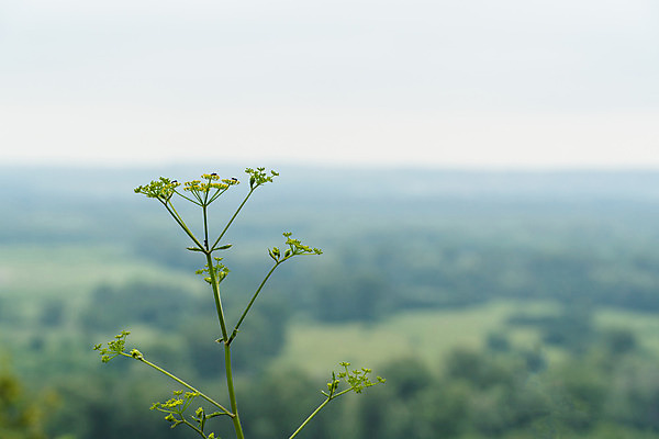 포토 JPG 해외이미지 나무 식물 계절 공원 꽃 백그라운드 잎 밭 자연 하늘 풍경 초원 사람없음 야외 초록색 여름 환경 정원 맑음 봄 벚꽃 나뭇가지 닫기 숲 허브 내추럴 해외202008 해외포토 공공시설 컬러 농업 모션 날씨 생태계 파일형식