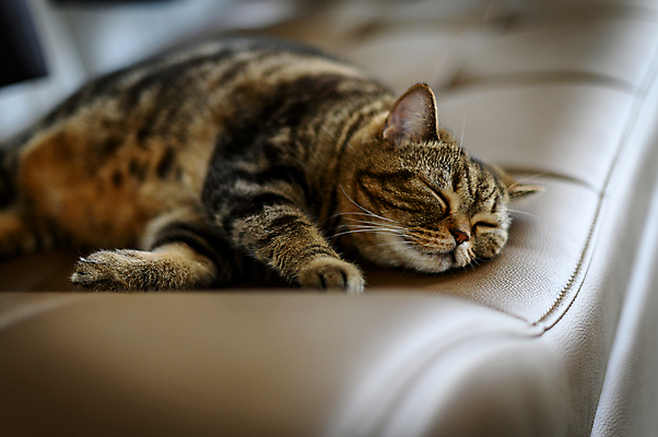 포토 JPG 해외이미지 동물 모델 1 응시 남자 꽃 오렌지 창문 휴식 털 사람없음 빨간색 빛 반려동물 노란색 귀여움 맑음 고양이 봄 줄무늬 꿈 흰색 아기 잠 담요 모피 부드러움 생강 거짓말 안락 해외202008 해외포토 식물 시선 계절 컬러 컨셉 무늬 채소 과일 포유류 날씨 사람 감각 파일형식