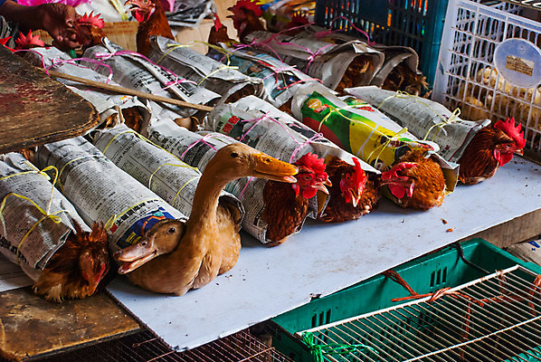 포토 JPG 해외이미지 동물 그릇 아시아 음식 바다 다이어트 오이 건강 육류 요리 동양인 사람없음 빨간색 세일 쌓기 상점 식사 중국 주스 당근 시장 구매 브로콜리 먹기 날것 지역 수탉 말레이시아 돌봄 매각 줄서기 생존 해외202008 해외포토 식기 나라 음료 컬러 채소 식재료 모션 뿌리채소 인종 쇼핑 닭 수컷 파일형식
