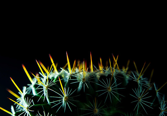 포토 JPG 해외이미지 검은배경 선인장 실내 근접촬영 사람없음 가시 날카로움 해외202008 해외포토 식물 뷰포인트 백그라운드 내부 검은색 파일형식