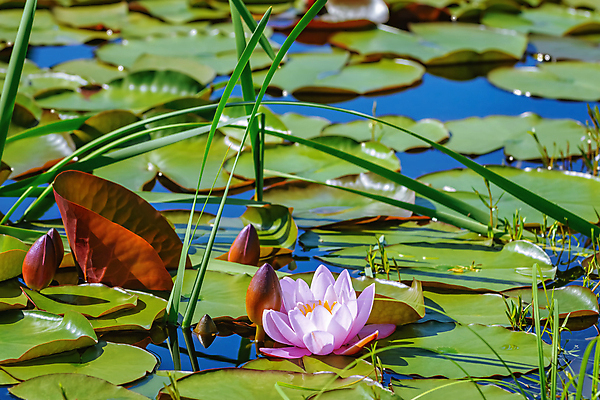 포토 JPG 해외이미지 식물 계절 꽃 호수 잎 자연 사람없음 야외 가로 초록색 물 환경 벚꽃 연못 개화 생태계 내추럴 생태학 해외202008 해외포토 자연요소 교육 컬러 파일형식