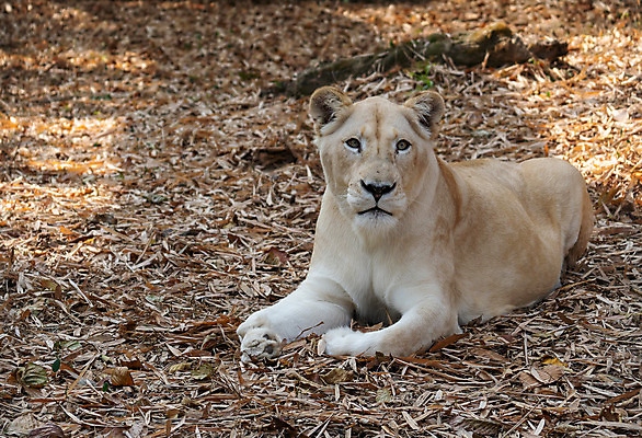 포토 JPG 해외이미지 동물 공원 얼굴 야생동물 잎 포유류 아프리카 자연 휴식 건조 사람없음 야외 머리 고양이 치아 위험 사자 큼 사파리 육식동물 사냥꾼 사자자리 표범 해외202008 해외포토 식물 직업 공공시설 나라 컨셉 신체부위 반려동물 별자리 소화기관 크기 생태계 파일형식