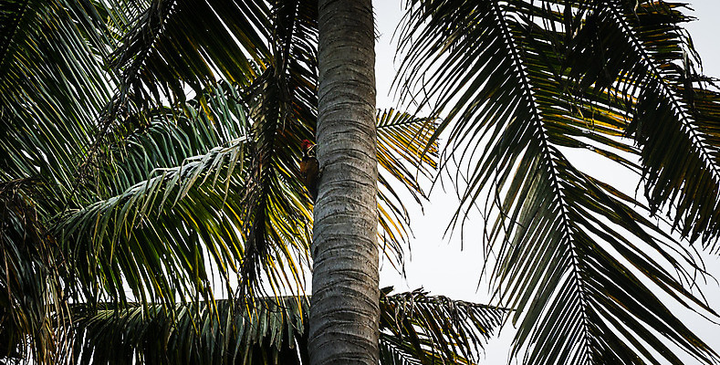 포토 JPG 해외이미지 나무 동물 공원 아시아 야생동물 백그라운드 자연 조류 사람 사람없음 야외 흰색 관찰 황금 인도인 코코넛 남쪽 이국적 전국 케랄라주 해외202008 해외포토 외국인 식물 공공시설 나라 컬러 과일 모션 동양인 인도_나라 방향 생태계 파일형식