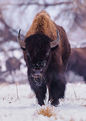 포토 JPG 해외이미지 동물 남자 야생동물 밭 신체 포유류 자연 산 뿔 종류 성인 사람없음 야외 초록색 파란색 갈색 미국 어둠 코트 소 군중 위험 큼 들소 순수 황소 먼지 지역 무거움 공격적 어려움 찰과상 콜로라도 해외202008 해외포토 컬러 컨셉 북아메리카 농업 사람 외투 무게 상처 크기 생태계 파일형식