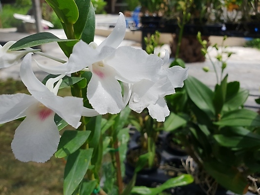 포토 JPG 해외이미지 나무 식물 계절 공원 꽃잎 꽃 분홍색 꽃다발 백그라운드 꽃무늬 패턴 밭 자연 벽지 추상 선물 사람없음 야외 장식 초록색 여름 컬러풀 머리 우주 정원 보라색 봄 활발 벚꽃 흰색 나뭇가지 축하 난초 닫기 제비꽃 내추럴 해외202008 해외포토 공공시설 컬러 컨셉 무늬 농업 모션 신체부위 생태계 파일형식