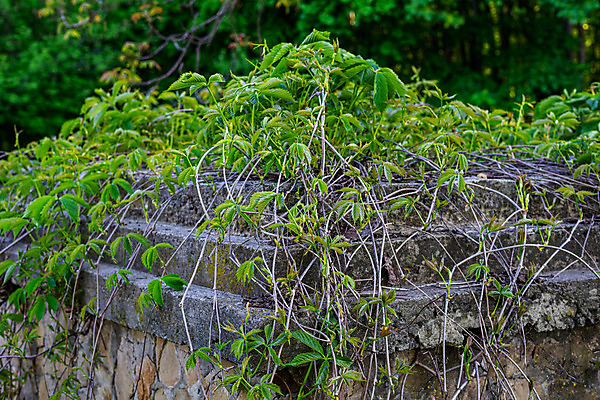포토 JPG 해외이미지 사람없음 야외 숲 관목 시멘트 옛날 파멸 화강암 그리너리 해외202008 해외포토 나무 컨셉 암석 파일형식 소멸 트랜드컬러