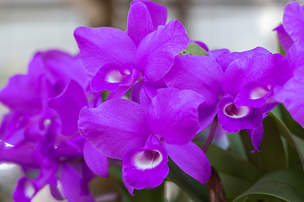 포토 JPG 해외이미지 식물 계절 꽃잎 꽃 줄기 분홍색 꽃다발 백그라운드 잎 꽃무늬 자연 발렌타인데이 사람없음 장식 초록색 여름 컬러풀 노란색 정원 보라색 봄 낭만 벚꽃 흰색 신선 개화 난초 제비꽃 내추럴 이국적 해외202008 해외포토 컬러 컨셉 무늬 데이이벤트 생태계 파일형식