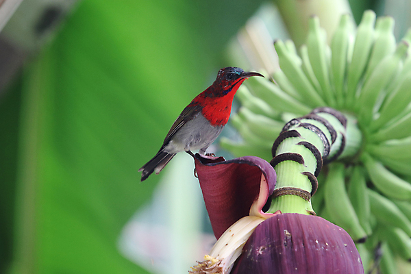 포토 JPG 해외이미지 나무 동물 아이콘 공원 남자 꽃 아시아 야생동물 백그라운드 곡선 태국 자연 조류 사람없음 야외 빨간색 초록색 파란색 컬러풀 환경 검은색 벚꽃 흰색 나뭇가지 신선 숲 부리 진홍색 전국 해외202008 해외포토 식물 공공시설 나라 선 컬러 사람 생태계 파일형식