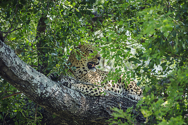 포토 JPG 해외이미지 나무 동물 야생동물 포유류 아프리카 자연 국립공원 풍경 사람없음 가로 눕기 고양이 황무지 보호 사파리 육식동물 서식지 표범 남아프리카 보츠와나 보호구역 해외202008 해외포토 멸종위기종 식물 공원 나라 컨셉 모션 반려동물 생태계 구역 파일형식