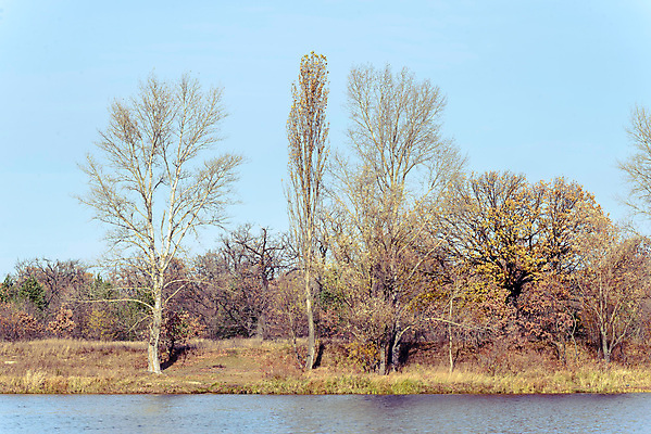 포토 JPG 해외이미지 나무 구름 계절 호수 자연 하늘 아침 풍경 사람없음 물 강 햇빛 반사 가을 연못 황금 숲 버드나무 자작나무 미루나무 우크라이나 해외202008 해외포토 주간 자연요소 식물 유럽 태양 생태계 파일형식