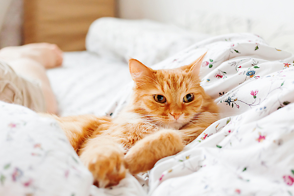 포토 JPG 해외이미지 한마리 실내 사람없음 반려동물 햇빛 고양이 이불 침대 반려묘 안락 해외202008 해외포토 동물 1 가구 컨셉 포유류 침구 내부 태양 파일형식