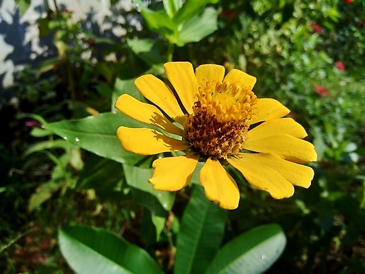 포토 JPG 해외이미지 식물 디자인 공원 꽃잎 꽃 분홍색 백그라운드 잎 꽃무늬 오렌지 자연 추상 국화 사람없음 야외 장식 빨간색 초록색 컬러풀 태양 노란색 정원 보라색 봄 벚꽃 신선 개화 원예 내추럴 강렬 여의주 해외202008 해외포토 자연요소 계절 공공시설 컬러 무늬 과일 취미 생태계 파일형식