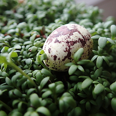 포토 JPG 해외이미지 식물 전통 계절 종교 음식 백그라운드 잎 자연 부활절 사람없음 초록색 계란 신선 작음 유기농 내추럴 거짓말 기르기 메추리 숙성 해외202008 해외포토 웰빙 기념일 컬러 알 크기 생태계 돌봄 파일형식