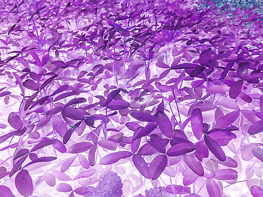 포토 JPG 해외이미지 식물 꽃 호수 줄기 백그라운드 잎 채소 자연 표면 아침 잔디 사람없음 야외 장식 초록색 물 파란색 빛 강 햇빛 태양 일출 환경 정원 거품 성장 물방울 신선 원형 칼날 떨어짐 이슬 작음 빗방울 허브 순수 질감 지역 여의주 해외202008 해외포토 주간 자연요소 도형 컬러 컨셉 노을 비_날씨 크기 생태계 파일형식