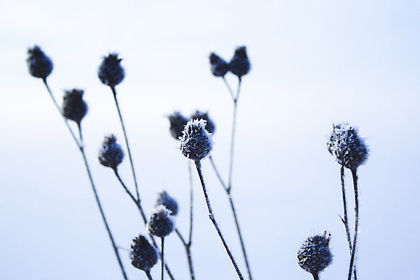 포토 JPG 해외이미지 식물 계절 줄기 백그라운드 컨셉 크리스마스 겨울 자연 날씨 추상 사람없음 야외 파란색 빛 햇빛 태양 일출 냉동 일몰 추위 안개 흰색 나뭇가지 눈송이 변화 닫기 숲 신비 12월 크리스탈 묘사 서리 슛 1월 2월 해외202008 해외포토 자연요소 나무 기념일 컬러 무늬 모션 눈_날씨 노을 날짜 광석 생태계 파일형식