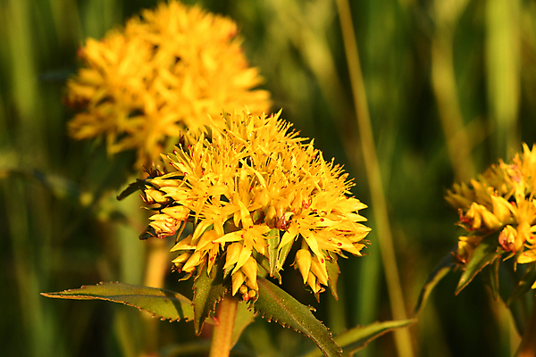 포토 JPG 해외이미지 식물 꽃잎 줄기 잎 자연 사람없음 양귀비 그리너리 해외202008 해외포토 꽃 생태계 파일형식 트랜드컬러