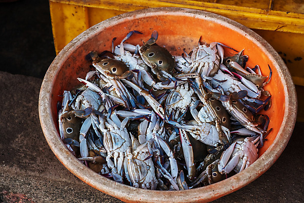 포토 JPG 해외이미지 자연 사람없음 야외 가로 컬러풀 노란색 머그컵 게 해외202008 해외포토 컬러 갑각류 컵 생태계 파일형식