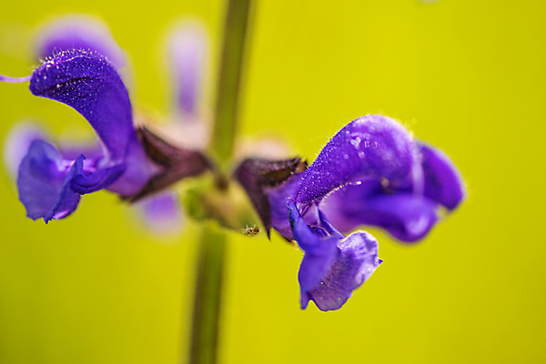 포토 JPG 해외이미지 식물 꽃 백그라운드 자연 독일 사람없음 초록색 파란색 봄 내추럴 세이지 해외202008 해외포토 계절 유럽 컬러 생태계 파일형식