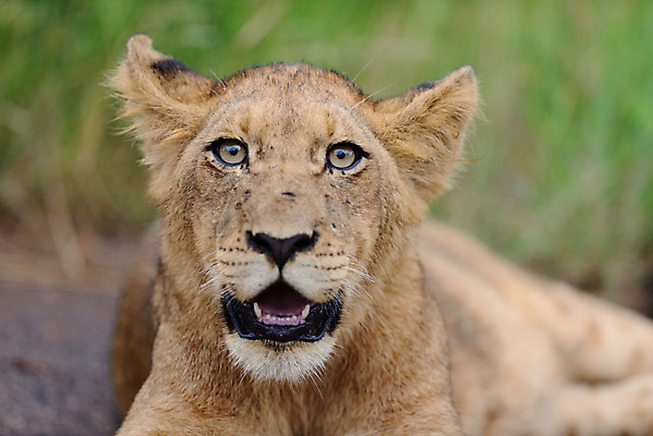 포토 JPG 해외이미지 동물 야생동물 어린이 새끼 2 포유류 아프리카 자연 놀이 생물 털 앉기 사람없음 고양이 젖음 게임 아기 못 황무지 사자 모피 사파리 육식동물 지역 분화구 서식지 동쪽 내추럴 결백 동물상 탄자니아 해외202008 해외포토 나라 모션 사람 반려동물 조형물 공구 방향 생태계 화산 파일형식