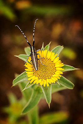 포토 JPG 해외이미지 식물 동물 1 남자 꽃 곤충 백그라운드 자연 안테나 사람없음 장식 초록색 하이앵글 노란색 검은색 봄 닫기 벌레 보호 딱정벌레 싱글 생물학 동물상 해외202008 해외포토 계절 교육 뷰포인트 컬러 컨셉 통신 모션 사람 조형물 생태계 파일형식