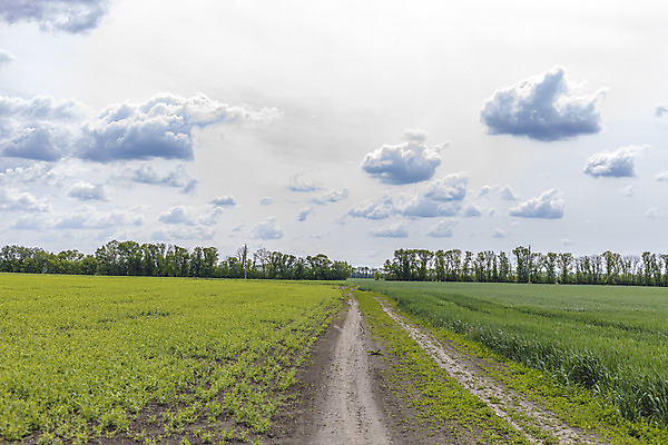 포토 JPG 해외이미지 식물 구름 계절 꽃 음식 백그라운드 밭 농업 채소 자연 하늘 건강 파노라마 풍경 초원 사람없음 야외 초록색 여름 파란색 빛 농작물 햇빛 태양 농장 농경지 우주 봄 성장 흰색 시골 신선 땅 밀 유기농 완두콩 날것 내추럴 수평선 세련 해외202008 해외포토 자연요소 웰빙 산업 컬러 콩 곡류 촬영기법 생태계 파일형식