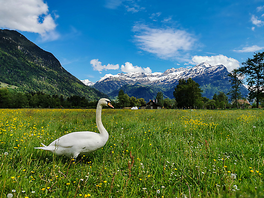 포토 JPG 해외이미지 주간 계절 야생동물 잎 2 날개 휴가 영국 함께함 사랑 잔디 사람없음 야외 가로 햇빛 반사 평화 수영 미국 침묵 고요 거울 자유 전원 쌍 우아함 매끈함 땅 명상 싱글 정사각형 장면 부드러움 목 구성 구식 단아함 웅장함 해외202008 우호적 해외포토 자연요소 도형 식물 동물 감정 유럽 컨셉 북아메리카 신체부위 태양 소리 수상스포츠 감각 전기에너지 파일형식