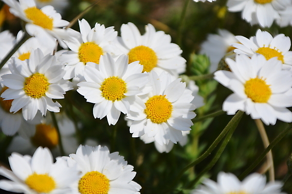 포토 JPG 해외이미지 꽃 잎 건강 사람없음 야외 정원 캐모마일 해외202008 해외포토 식물 허브 파일형식