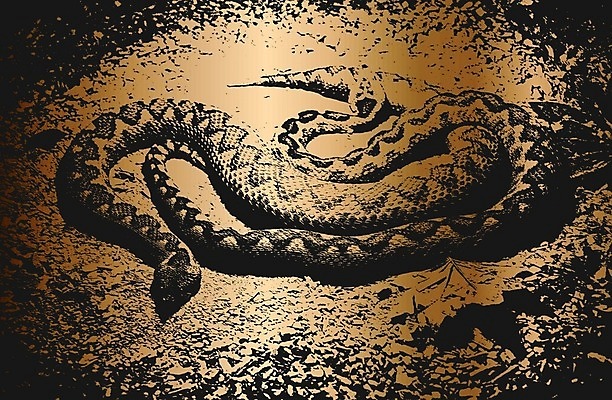 EPS 해외이미지 동물 디자인 옷 벽 백그라운드 패턴 일러스트 파충류 자연 벽지 표면 추상 미술 그래픽 장식 검은색 고통 회색 수확 직물 거친 뱀 황금 인쇄 가죽 피부 고민 질감 복고 악어 내추럴 그런지 엘리먼트 옛날 해외202008 해외일러스트 감정 컬러 무늬 농업 문화예술 신체부위 생태계 파일형식 벡터