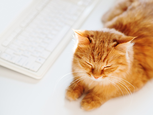 포토 JPG 해외이미지 한마리 탁자 실내 사람없음 반려동물 햇빛 고양이 키보드 낮잠 반려묘 해외202008 해외포토 동물 1 가구 포유류 내부 태양 잠 파일형식