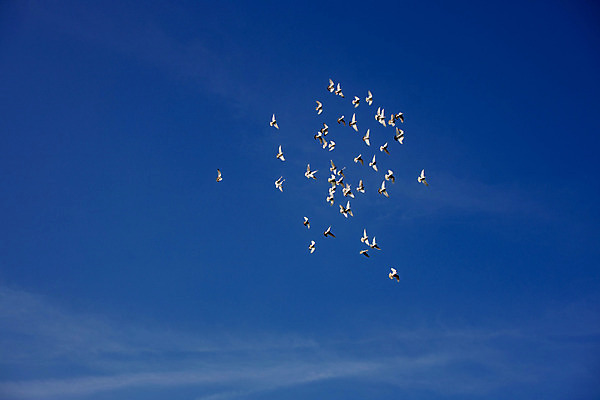 포토 JPG 해외이미지 동물 구름 도로 백그라운드 날개 자연 하늘 사람없음 여름 파란색 자유 흰색 도착 출발 질감 비둘기 부리 동물상 해외202008 해외포토 자연요소 계절 길 컬러 컨셉 교통시설 조류 조형물 생태계 파일형식