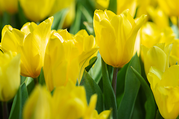 포토 JPG 해외이미지 식물 디자인 배너 공원 꽃 줄기 분홍색 꽃다발 백그라운드 꽃무늬 패턴 비즈니스 자연 하늘 풍경 사람없음 빨간색 초록색 여름 파란색 세트 컬러풀 햇빛 노란색 정원 보라색 봄 활발 낭만 튤립 성장 벚꽃 흰색 닫기 5월 엽서 문학 5 내추럴 해외202008 해외포토 계절 공공시설 컬러 컨셉 무늬 모션 태양 숫자 날짜 편지 생태계 파일형식