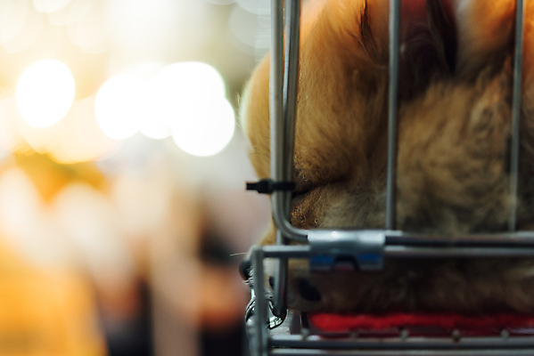 포토 JPG 해외이미지 동물 1 응시 얼굴 포유류 주택 털 자물쇠 사람없음 울타리 반려동물 갈색 머리 슬픔 흰색 잠 사회 기다림 황금 닫기 개 강아지 작음 새장 송곳니 방앗간 기르기 유래 입양 포메라니안 혼자 해외202008 해외포토 시선 감정 컬러 모션 건물 신체부위 담장 치아 크기 공동체 돌봄 케이지 파일형식