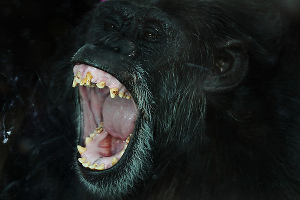 포토 JPG 해외이미지 동물 커플 야생동물 음식 2 포유류 아프리카 자연 바나나 동물원 사람없음 원숭이 열대우림 먹기 멸종 유인원 내추럴 동물상 해외202008 해외포토 나라 과일 관계 모션 조형물 숲 생태계 파일형식