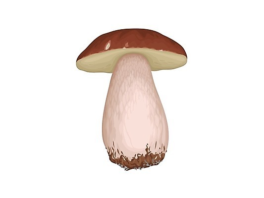 EPS 해외이미지 계절 음식 줄기 채소 일러스트 재료 자연 건강 갈색 버섯 가을 흰색 신선 플랫 숲 유기농 날것 내추럴 고립 곰팡이 그물버섯 식용 채식주의자 캡모자 디테일 해외202008 해외일러스트 식물 모자_잡화 웰빙 컬러 생태계 채식 파일형식 벡터