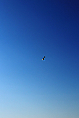 포토 JPG 해외이미지 동물 날개 자연 갈매기 조류 하늘 경사 사람없음 야외 파란색 파일 해외202008 해외포토 컬러 생태계 파일형식