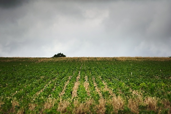 포토 JPG 해외이미지 구름 밭 농업 하늘 날씨 풍경 사람없음 초록색 농작물 농장 어둠 시골 땅 폭풍 흐림 아르헨티나 대두 폭풍우 수평선 카피스페이스 세련 해외202008 해외포토 자연요소 산업 컬러 공백 비_날씨 남아메리카 자연재해 파일형식