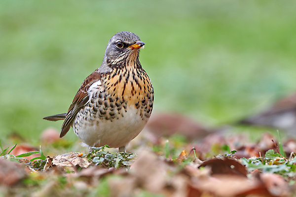 포토 JPG 해외이미지 주간 나무 동물 야생동물 날개 자연 조류 영국 이끼 앉기 사람없음 야외 가로 컬러풀 갈색 가수 관찰 점 깃털 언덕 호기심 꼬리 부리 방문 벌거벗은 삼림지대 재 집게발 해외202008 해외포토 자연요소 식물 감정 유럽 컬러 컨셉 모션 음악가 숲 생태계 파일형식