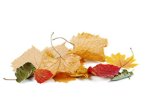 포토 JPG 해외이미지 식물 계절 백그라운드 단풍 잎 오렌지 사람없음 빨간색 초록색 컬러풀 갈색 노란색 가을 흰색 변화 정맥 고립 해외202008 해외포토 컬러 컨셉 과일 혈관 파일형식