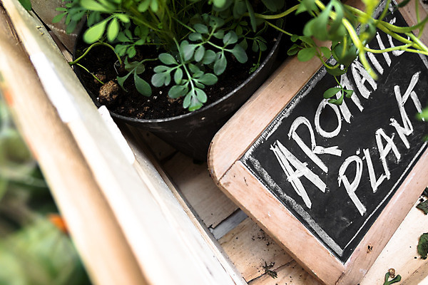 포토 JPG 해외이미지 식물 백그라운드 잎 꽃무늬 비즈니스 자연 사람없음 목재 장식 초록색 상점 꽃병 검은색 칠판 봄 수확 흰색 신선 항아리 이름 작음 꽃집 분필 복고 향 내추럴 해외202008 해외포토 나무 계절 꽃 컬러 무늬 농업 재료 도자기 크기 초크 생태계 파일형식