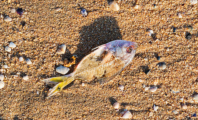 포토 JPG 해외이미지 동물 모래 바다 백그라운드 신체 자연 생물 골격 어류 사람없음 환경 죽음 오염 변화 위험 박테리아 생태학 재앙 해외202008 해외포토 교육 컨셉 의학 수중동물 생태계 파일형식