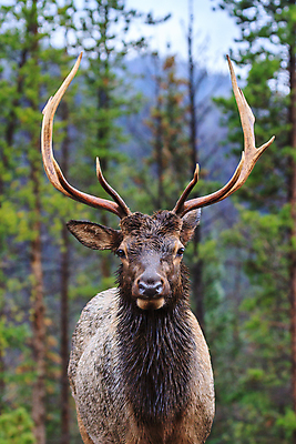 포토 JPG 해외이미지 동물 호수 야생동물 포유류 가족 자연 사슴 산 털 종류 사람없음 물 갈색 어둠 코트 종 흰색 소나무 소 습지 숲 큼 시원함 속눈썹 버드나무 바퀴자국 황소 코 귀 무거움 주둥이 엘크 콜로라도 벨벳 해외202008 해외포토 자연요소 나무 컬러 관계 자국 신체부위 미국 외투 무게 크기 실크 눈썹 생태계 파일형식