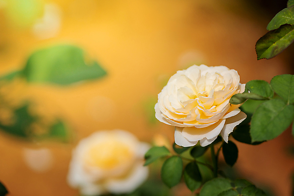 포토 JPG 해외이미지 식물 계절 꽃 분홍색 백그라운드 잎 밭 비즈니스 자연 불꽃 선물 사랑 풍경 초원 사람없음 야외 장식 빨간색 초록색 여름 햇빛 장미 노란색 상점 봄 벚꽃 가을 흰색 그룹 시장 허브 주기 원예 제비 해외202008 해외포토 감정 컬러 농업 모션 조류 불 취미 태양 생태계 파일형식