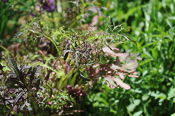 포토 JPG 해외이미지 식물 잎 자연 사람없음 정원 샐러드 해외202008 해외포토 음식 생태계 파일형식