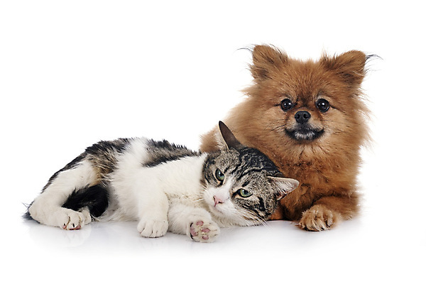 포토 JPG 해외이미지 동물 2 사람없음 친구 반려동물 고양이 흰색 개 강아지 흰배경 얼룩무늬 고립 포메라니안 해외202008 해외포토 컬러 백그라운드 무늬 포유류 관계 파일형식