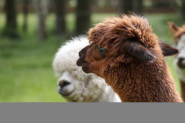 포토 JPG 해외이미지 동물 응시 얼굴 백그라운드 밭 농업 포유류 포옹 자연 털 사람없음 야외 농장 갈색 머리 사진촬영 가축 흰색 시골 표현 닫기 선택 모피 유기농 목 솜털 양모 라마 밭일 알파카 이국적 해외202008 해외포토 웰빙 시선 산업 컬러 컨셉 안기 모션 신체부위 촬영 직물 생태계 파일형식