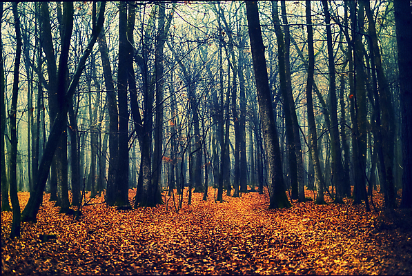 포토 JPG 해외이미지 나무 구름 계절 유럽 도로 호수 여행 백그라운드 잎 자연 아침 휴가 산 거리 풍경 사람없음 야외 초록색 여름 파란색 빛 컬러풀 태양 일몰 활발 안개 광선 가을 숲 고도 북쪽 내추럴 깊이 뿌연 몽환 해외202008 해외포토 주간 자연요소 식물 나라 길 컬러 컨셉 교통시설 날씨 노을 방향 생태계 파일형식