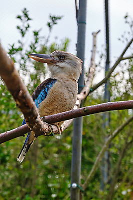 포토 JPG 해외이미지 나무 동물 야생동물 상징 백그라운드 날개 자연 조류 웃음 앉기 사람없음 야외 파란색 컬러풀 검은색 바위 나뭇가지 황무지 보호 숲 큼 깃털 묘사 부리 영토 육식동물 색동 잭 내추럴 물총새 해외202008 해외포토 식물 컬러 컨셉 모션 표정 돌_바위 크기 생태계 파일형식