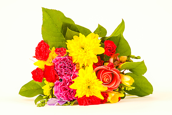 포토 JPG 해외이미지 식물 계절 꽃잎 꽃 백그라운드 꽃무늬 패턴 자연 추상 사랑 사람없음 봄 벚꽃 흰색 닫기 묘사 질감 데이지 해외202008 해외포토 감정 컬러 무늬 모션 생태계 파일형식