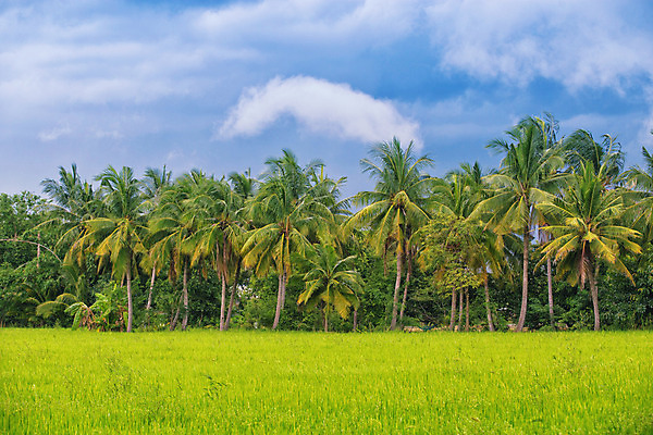 포토 JPG 해외이미지 나무 식물 전통 계절 아시아 음식 여행 백그라운드 농업 자연 하늘 밥 아침 손바닥 풍경 사람없음 야외 초록색 여름 파란색 농장 농경지 마을 환경 성장 도시 베트남 발리 인도네시아 코코넛 말레이시아 논밭 해외202008 해외포토 주간 손 나라 산업 컬러 섬 밭 과일 논 동남아시아 생태계 파일형식