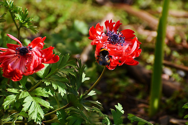 포토 JPG 해외이미지 식물 계절 공원 꽃 곤충 백그라운드 컨셉 밭 자연 사람없음 빨간색 초록색 노란색 환경 정원 봄 모임 닫기 벌레 작음 수분 묘사 생물학 꽃가루 꿀 내추럴 생태학 생존 해외202008 해외포토 동물 공공시설 교육 컬러 농업 모션 크기 가루 생태계 파일형식
